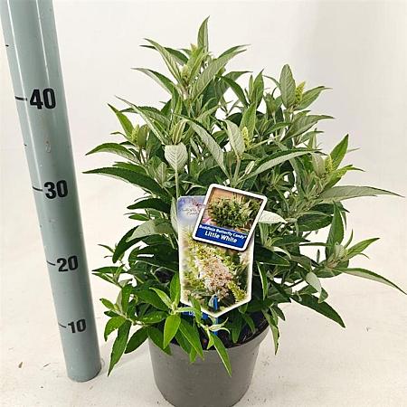Buddleja d. B. Candy Little White Pot 3 Liter 30 - 40 cm