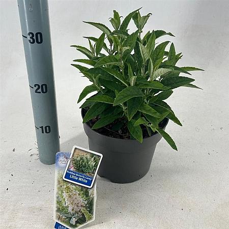 Buddleja d. B. Candy Little White Pot 3 Liter 30 - 40 cm