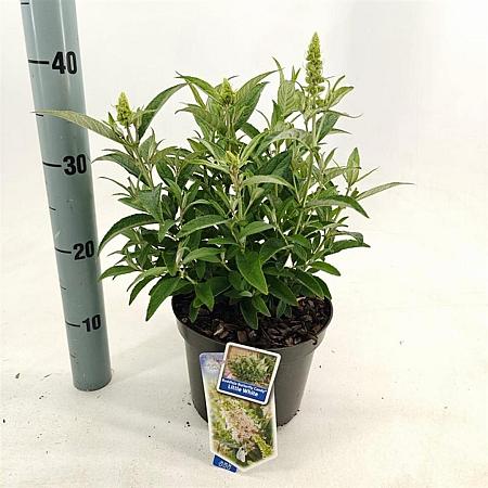 Buddleja d. B. Candy Little White Pot 3 Liter 30 - 40 cm