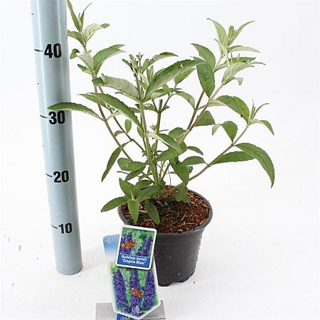 Buddleja d. 'Empire Blue' Pot 2 Liter30 - 40 cm