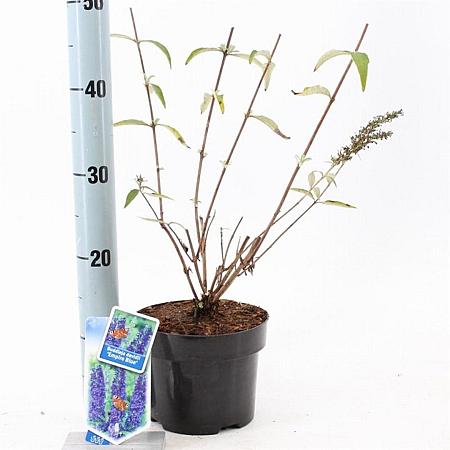 Buddleja d. 'Empire Blue' Pot 2 Liter30 - 40 cm