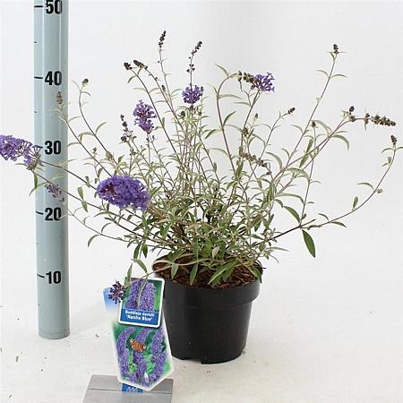 Buddleja d. 'Nanho Blue' Pot 2 Liter30 - 40 cm