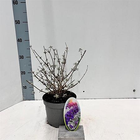 Buddleja d. 'Nanho Blue' Pot 2 Liter30 - 40 cm