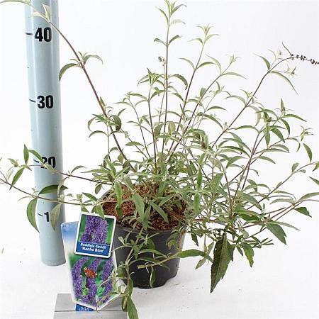 Buddleja d. 'Nanho Blue' Pot 2 Liter30 - 40 cm
