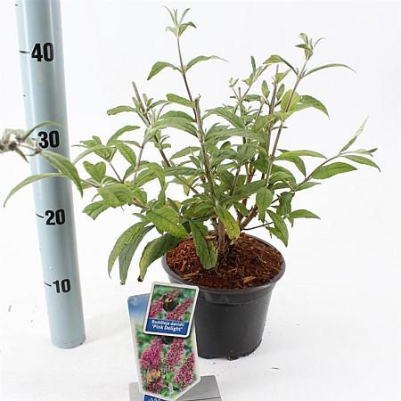 Buddleja d. 'Pink Delight' Pot 2 Liter30 - 40 cm