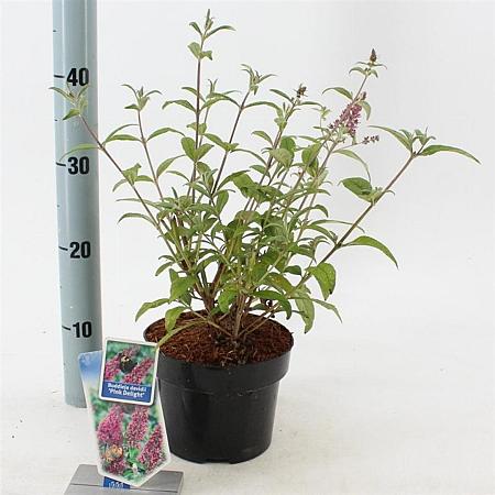 Buddleja d. 'Pink Delight' Pot 2 Liter30 - 40 cm