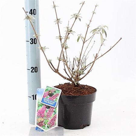 Buddleja d. 'Pink Delight' Pot 2 Liter30 - 40 cm