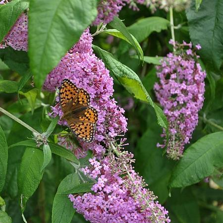 Buddleja d. 'Pink Delight' Pot 20 Liter 125 - 150 cm