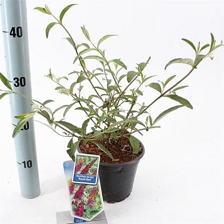 Buddleja d. 'Royal Red' Pot 2 Liter30 - 40 cm