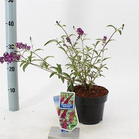 Buddleja d. 'Royal Red' Pot 2 Liter30 - 40 cm
