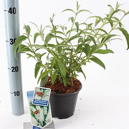 Buddleja d. 'White Profusion' Pot 2 Liter30 - 40 cm