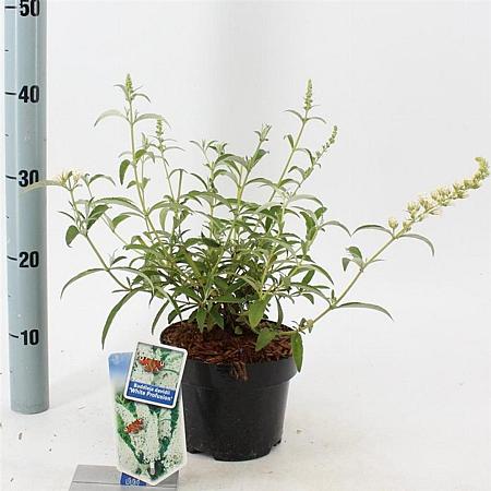 Buddleja d. 'White Profusion' Pot 2 Liter30 - 40 cm
