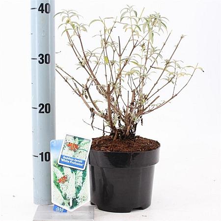 Buddleja d. 'White Profusion' Pot 2 Liter30 - 40 cm