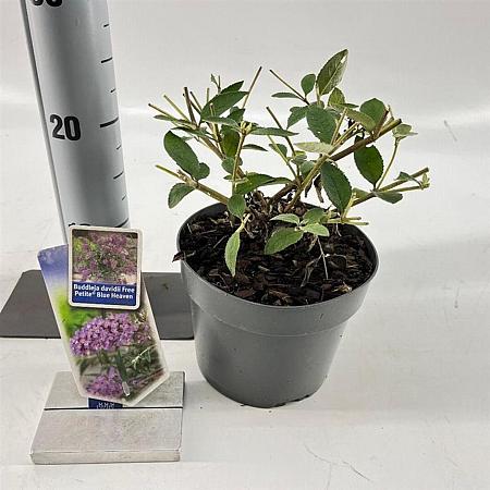 Buddleja Free Petite Blue Heaven Pot 2 Liter 20 - 30 cm
