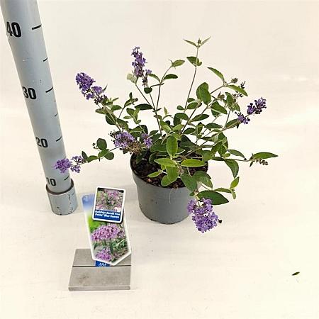 Buddleja Free Petite Blue Heaven Pot 2 Liter 20 - 30 cm