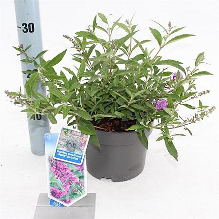Buddleja Free Petite Dark Pink Pot 2 Liter 20 - 30 cm