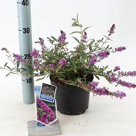 Buddleja Free Petite Dark Pink Pot 2 Liter 20 - 30 cm