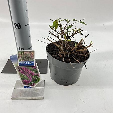 Buddleja Free Petite Dark Pink Pot 2 Liter 20 - 30 cm