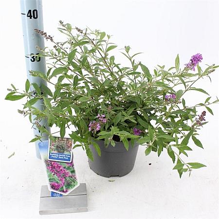 Buddleja Free Petite Dark Pink Pot 2 Liter 20 - 30 cm