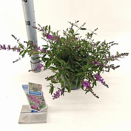 Buddleja Free Petite Dark Pink Pot 2 Liter 20 - 30 cm