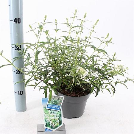 Buddleja Free Petite Snow White Pot 2 Liter 20 - 30 cm