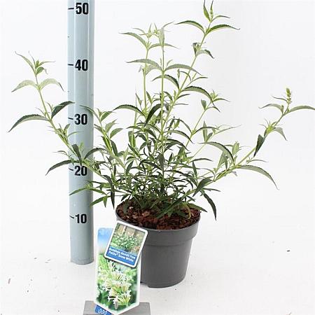 Buddleja Free Petite Snow White Pot 2 Liter 20 - 30 cm