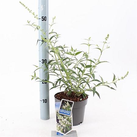 Buddleja Free Petite Snow White Pot 2 Liter 20 - 30 cm