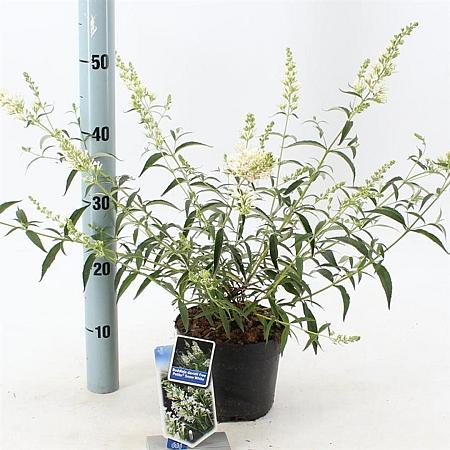 Buddleja Free Petite Snow White Pot 2 Liter 20 - 30 cm