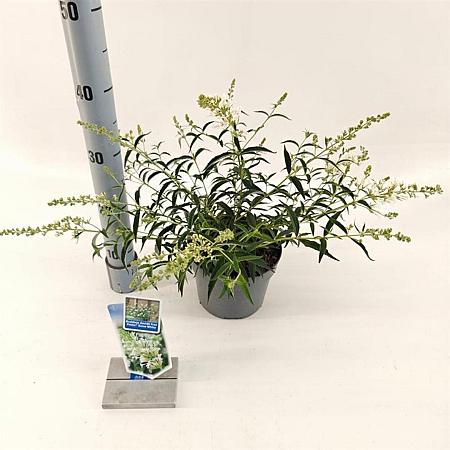 Buddleja Free Petite Snow White Pot 2 Liter 20 - 30 cm