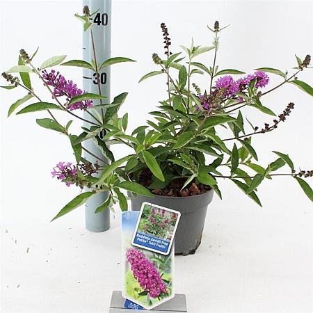 Buddleja Free Petite Tutti Fruitti Pot 2 Liter 20 - 30 cm