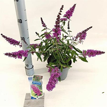 Buddleja Free Petite Tutti Fruitti Pot 2 Liter 20 - 30 cm