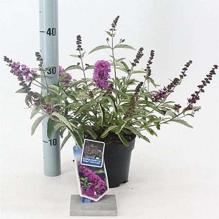 Buddleja Free Petite Tutti Fruitti Pot 2 Liter 20 - 30 cm