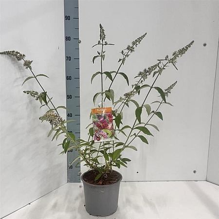 Buddleja weyeriana 'Bicolor' Pot 3 Liter 30 - 40 cm