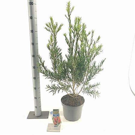 Callistemon rugulosus Pot 5 Liter 40 - 50 cm