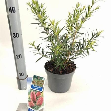 Callistemon rugulosus Pot 2 Liter30 - 40 cm