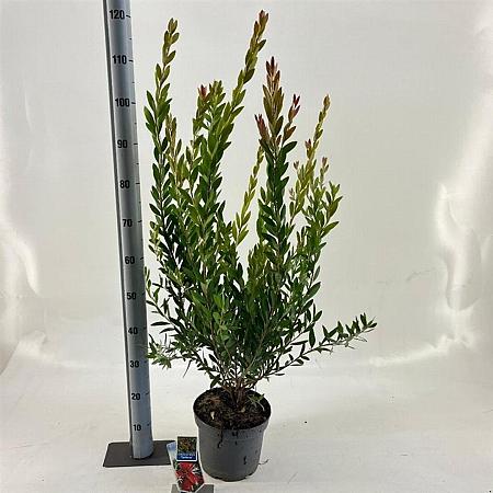 Callistemon vimin. Inferno Pot 5 Liter 30 - 40 cm
