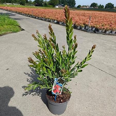 Callistemon vimin. Inferno Pot 5 Liter 30 - 40 cm