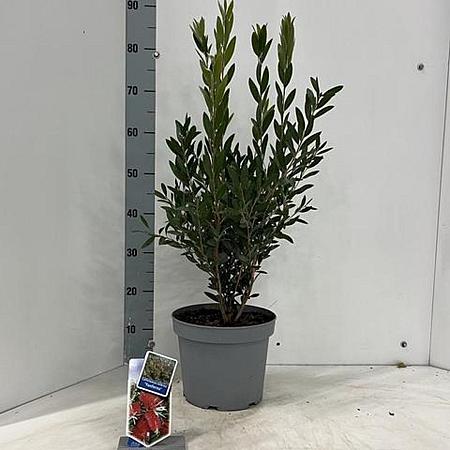 Callistemon vimin. Inferno Pot 5 Liter 30 - 40 cm