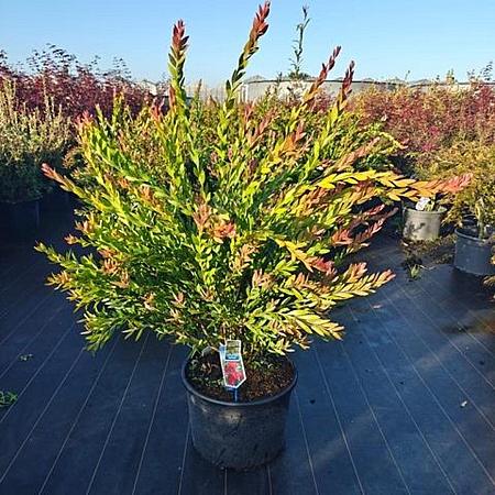 Callistemon vimin. Inferno Pot 3 liter 80 - 90 cm