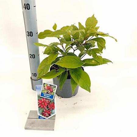 Calycanthus floridus Pot 2 liter 25-30cm