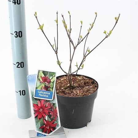 Calycanthus floridus Pot 2 liter 25-30cm