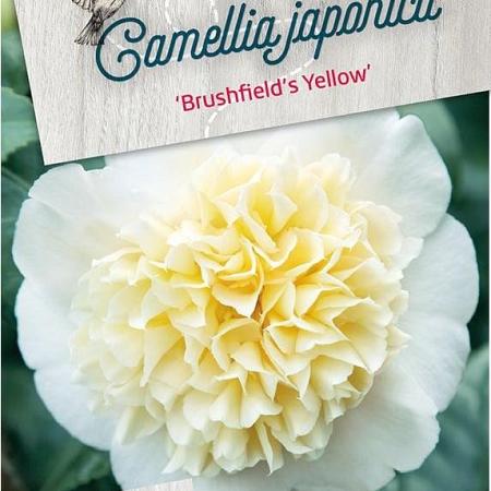 Camellia j. 'Brushfield's Yellow' Pot 20 Liter 100 - 125 cm