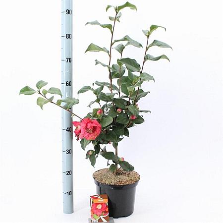 Camellia j. 'Dr King' Pot 5 Liter 60 - 70 cm