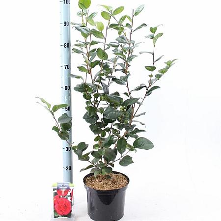 Camellia j. 'Lady Campbell' Pot 5 Liter 30 - 40 cm