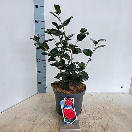 Camellia j. 'Lady Campbell' Pot 5 Liter 30 - 40 cm