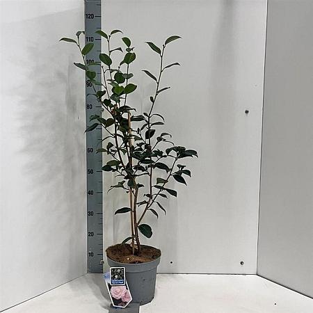 Camellia j. 'Nuccio's Pearl' Pot 5 Liter 60 - 70 cm