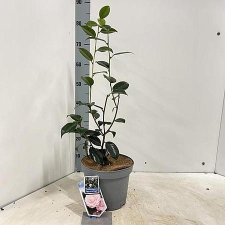 Camellia j. 'Nuccio's Pearl' Pot 5 Liter 60 - 70 cm