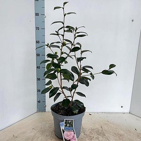 Camellia j. 'Nuccio's Pearl' Pot 5 Liter 60 - 70 cm