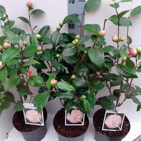 Camellia j. 'Nuccio's Pearl' Pot 5 Liter 60 - 70 cm