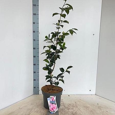 Camellia j. 'William Bartlett' Pot 5 Liter 60 - 70 cm
